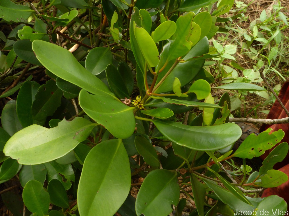 Ceriops decandra (Griff.) W.Theob.